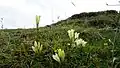 Plants near lake Çıldır