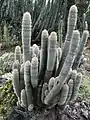 × Cleistoza, a hybrid between Cleistocactus strausii and Denmoza rhodacantha, Huntington Desert Garden