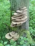 Polyporus squamosus