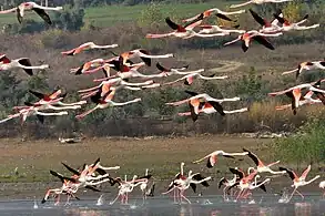 Flamingos in the lake