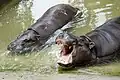 Pygmy Hippopotamuses