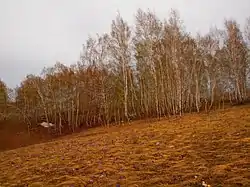 Birch forest, Miyakinsky District