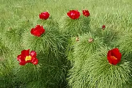 Paeonia tenuifolia