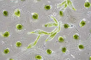 Chlorella vulgaris, a common green microalgae, in endosymbiosis with a ciliate