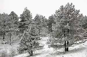 Kedrovaya Pad Zapovednik