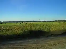 Farm field in Kirishsky District