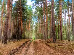 Mylnikovsky forest, Shadrinsky District