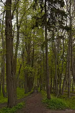 A park in the selo of Novotomnikovo; a protected area of Russia in Morshansky District