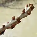 Characteristic brown buds