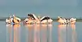 Great white pelicans on Tuzla Lagoons