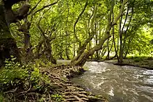 trees along a river