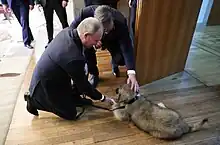 Vučić presenting Putin with Pasha in 2019