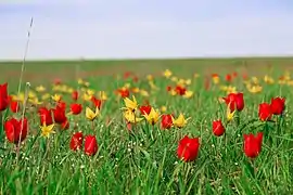 An entirely red stand of Tulipa suaveolens, accompanied by yellow Tulipa sylvestris, Rostov Oblast.