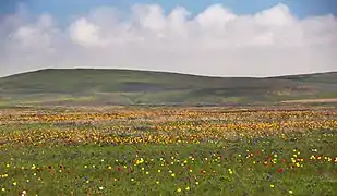 In the steppe of Crimea, Kerch Peninsula.