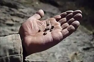 The famous star-shaped fossils of the village