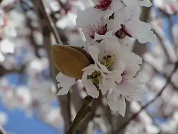 Almond blossoms