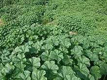 Wild Cheeseweed Field, Behbahan