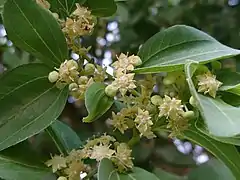 Ziziphus Spina-Christi Blossom