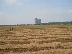 A view of paddy field from Thrissur district