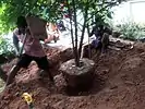 Transplanting / Tree transplantation in Kerala