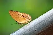 A butterfly near Heo Narok Fall, Khao Yai National Park