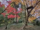 Jara beehive in a forest