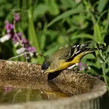 Intermediate male;note mottled back and cap