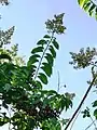 Panicle and phyllotaxis (Opposite or alternate leaves).