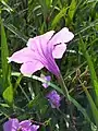 Trumpet shaped flowers