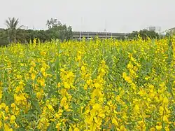 Sesame fields in Anding