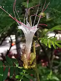 Petalized stamens.