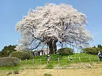 A 1,000 year-old Daigo-zakura