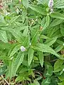 Growing in Shangri-La, Yunnan province, China