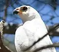 Grey goshawk, white morph