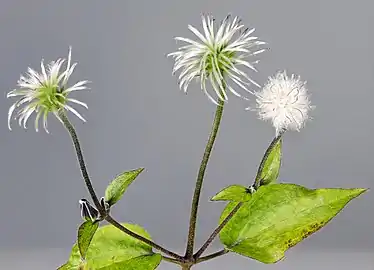 Fruits ripening