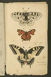 Illustrations of Apollo, Polygonia c-album and a Swallowtail butterfly