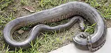 Green anaconda, Eunectes murinus