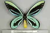 A dorsal/top down view of an adult male Queen Alexandra's birdwing showing the striking yellow abdomen and black, blue and turquoise wings.