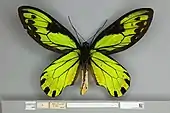 Ornithoptera victoriae regis, male ventral view