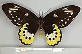 Ornithoptera goliath atlas, female ventral view