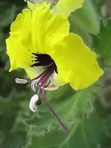 Golden henbane Hyoscyamus aureus single flower