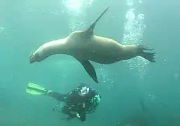 Diver and juvenile sea lions, Anacapa Island