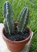 Small cuttings of Cereus repandus