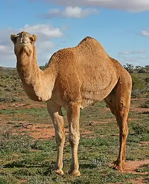 A one-humped camel