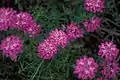 Flowers of Iberis-umbellata