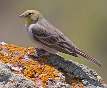 Cinereous bunting