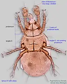 Female Pygmephorus