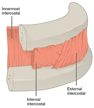 A cutout of the thoracic wall showing the three layers of intercostal muscle - from the left wall.