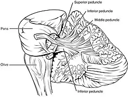 Arbor vitae and cerebellar peduncles.