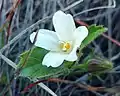 White form of Hibiscus aethiopicus, Western Cape, South Africa.